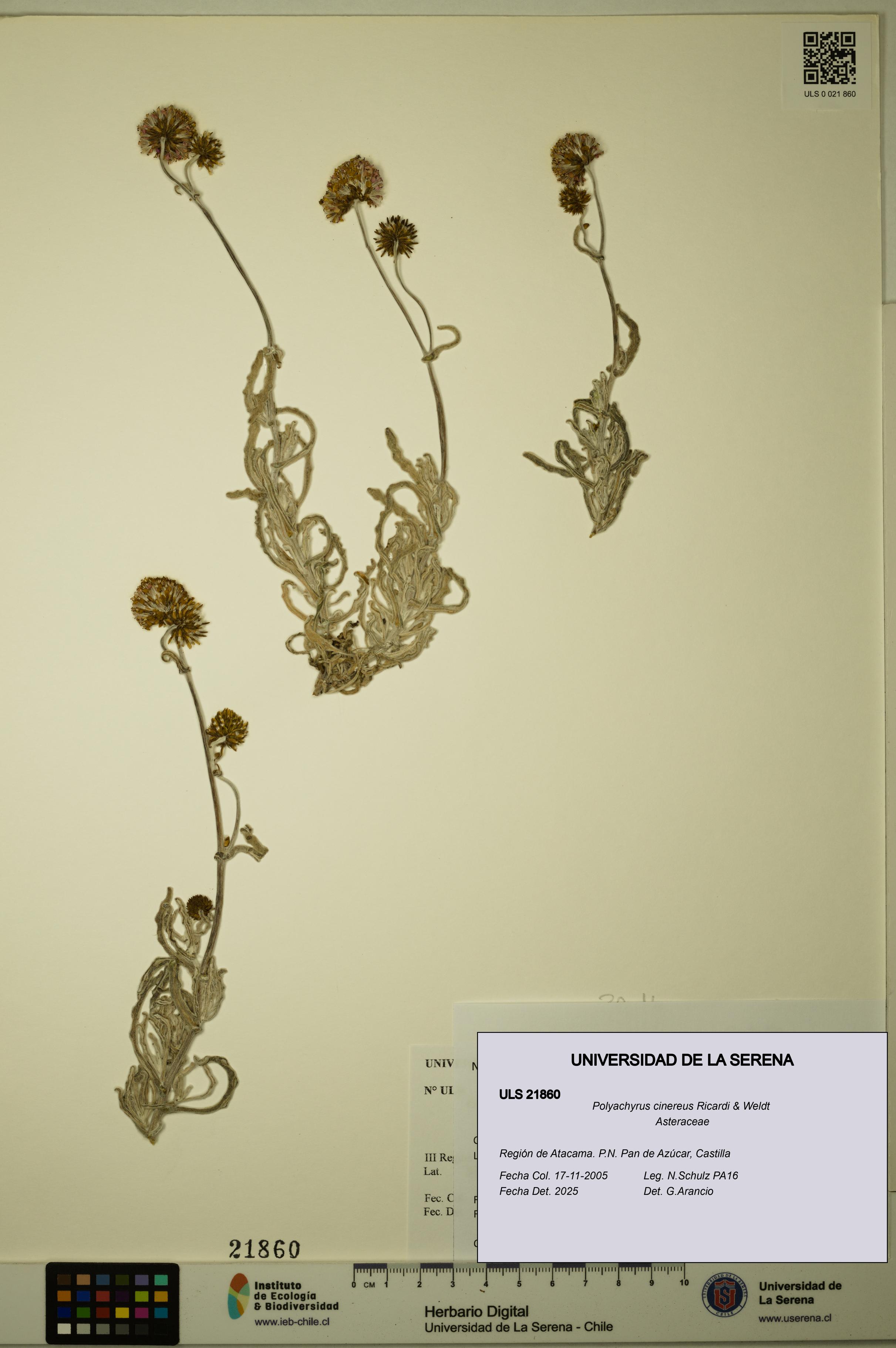 Polyachyrus cinereus [Espécimen: ULS:ULS:0021860]