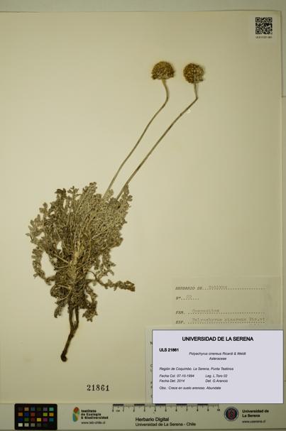 Polyachyrus cinereus [Espécimen: ULS:ULS:0021861]