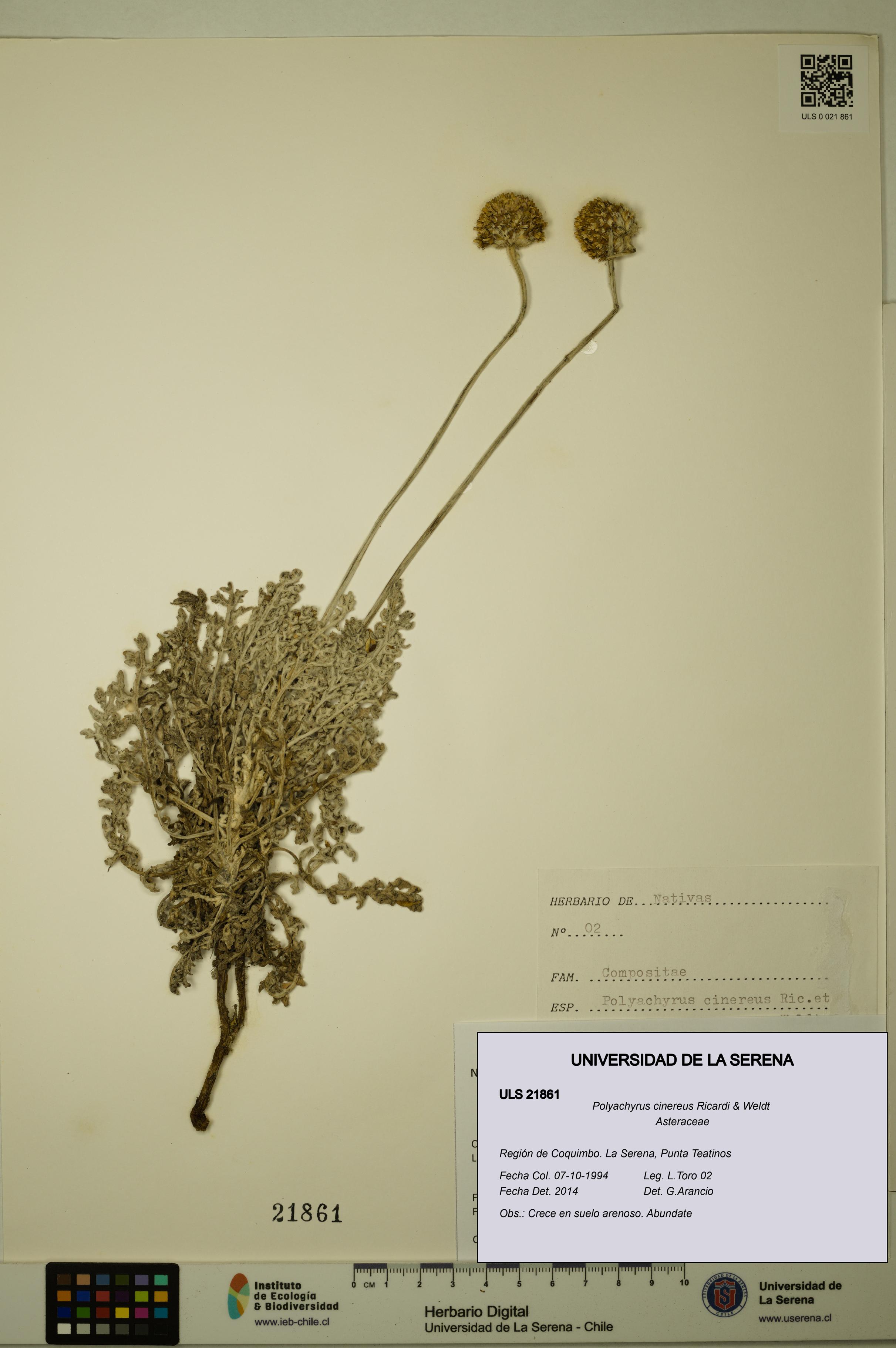 Polyachyrus cinereus [Espécimen: ULS:ULS:0021861]