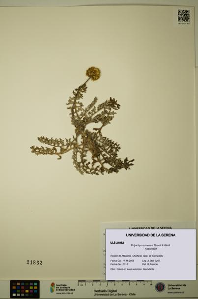 Polyachyrus cinereus [Espécimen: ULS:ULS:0021862]