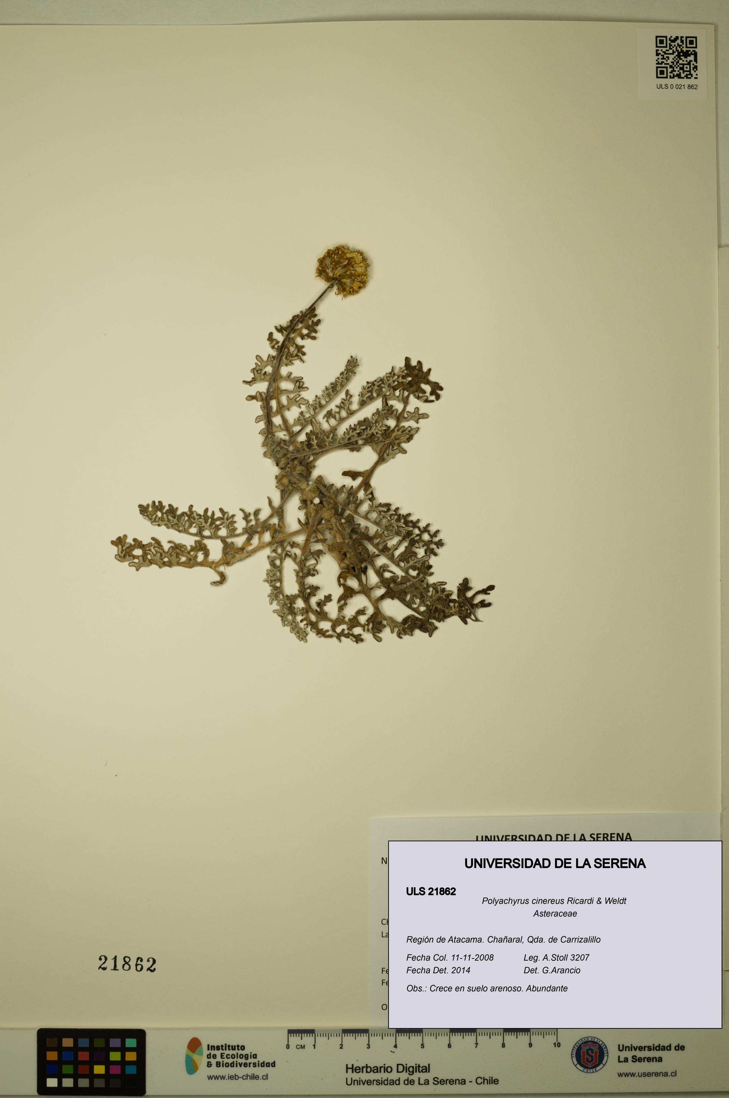 Polyachyrus cinereus [Espécimen: ULS:ULS:0021862]