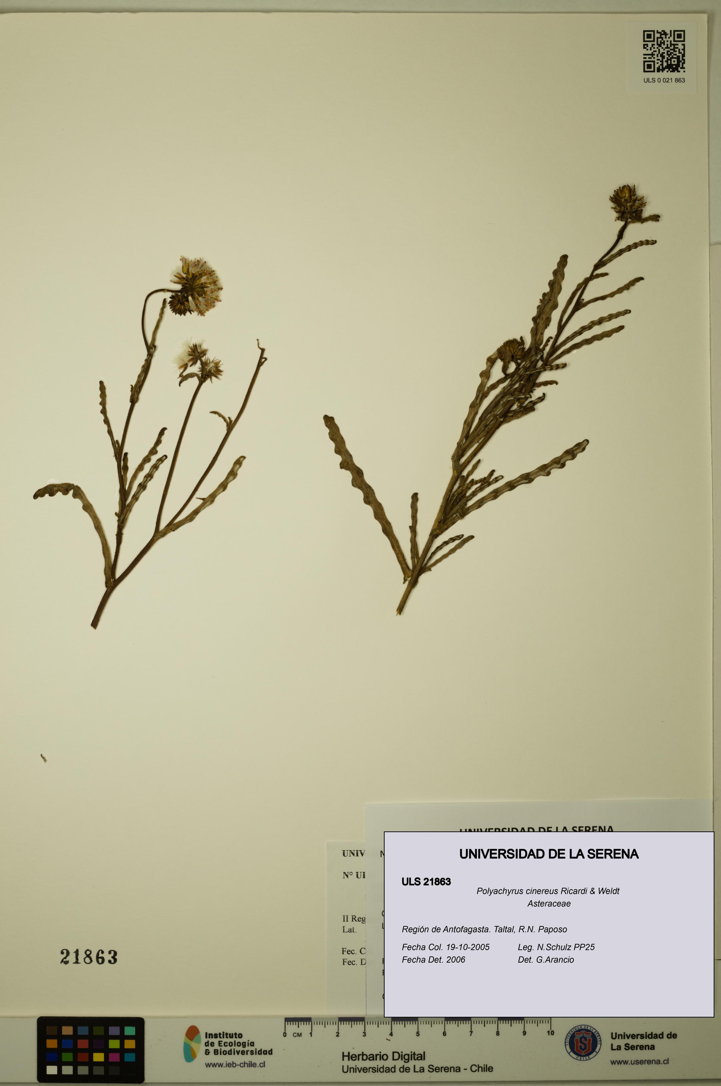 Polyachyrus cinereus [Espécimen: ULS:ULS:0021863]
