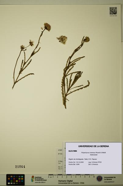 Polyachyrus cinereus [Espécimen: ULS:ULS:0021864]