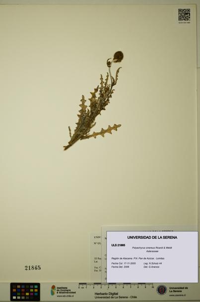 Polyachyrus cinereus [Espécimen: ULS:ULS:0021865]