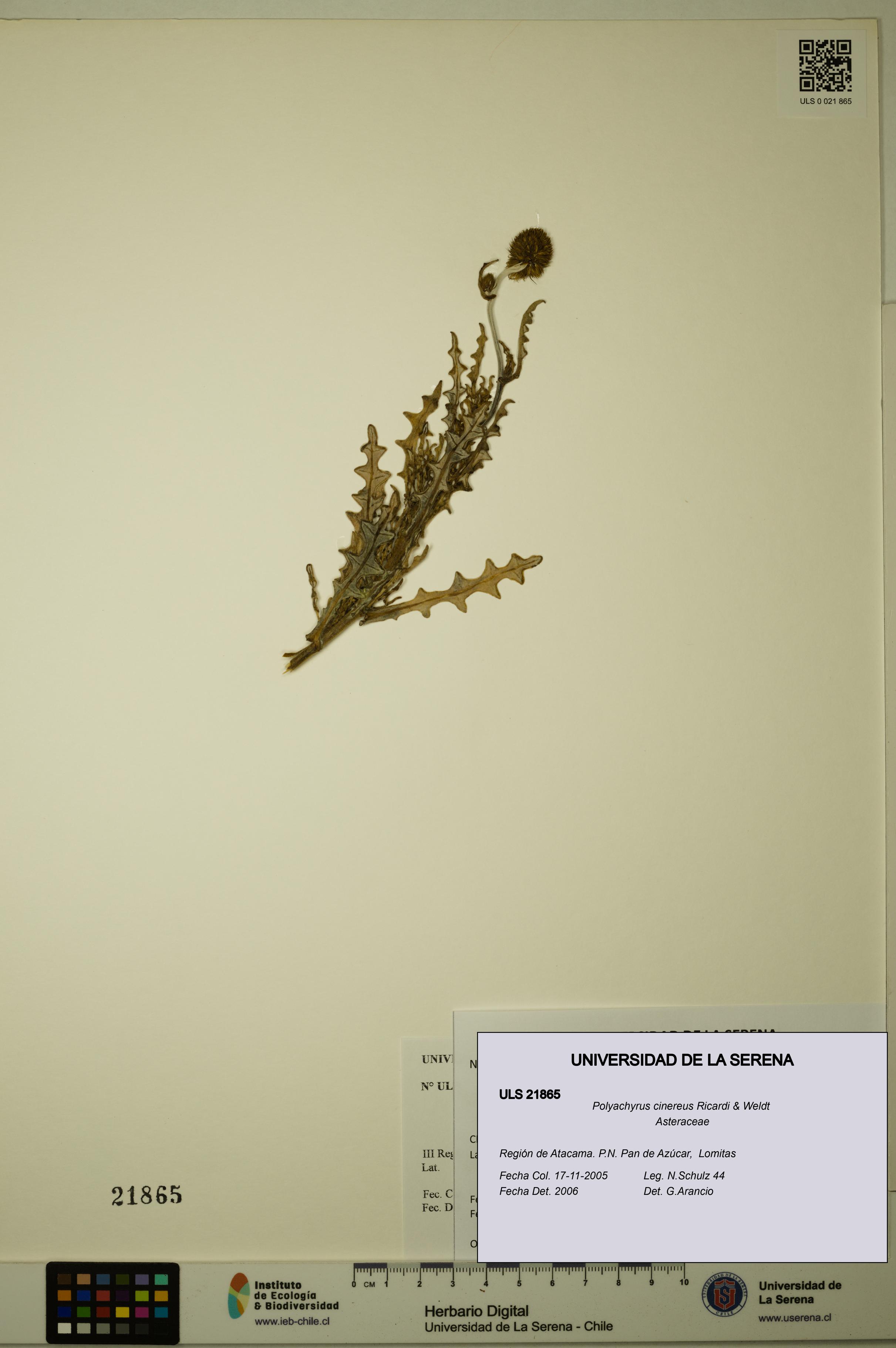 Polyachyrus cinereus [Espécimen: ULS:ULS:0021865]
