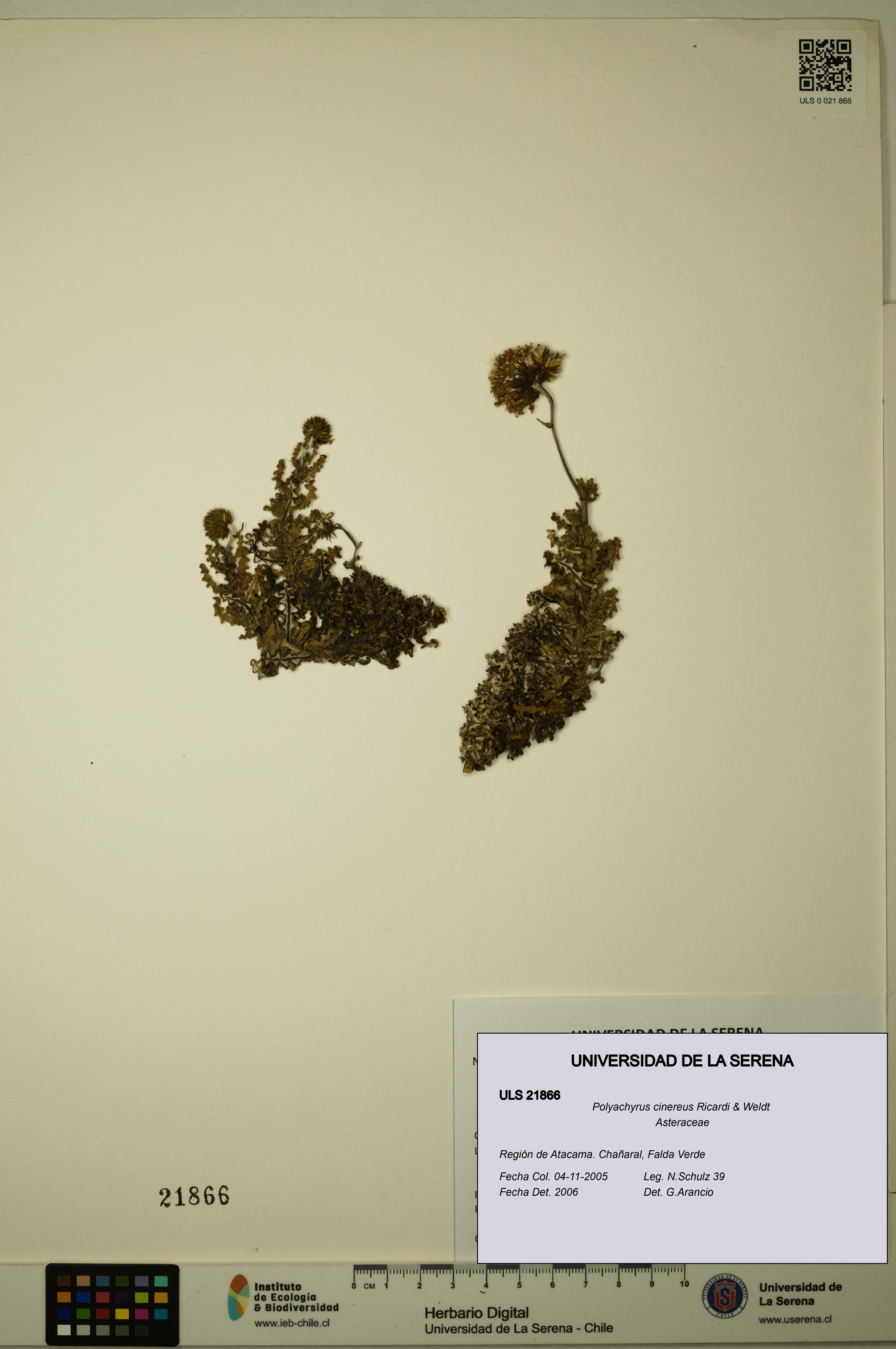Polyachyrus cinereus [Espécimen: ULS:ULS:0021866]