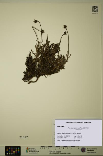 Polyachyrus cinereus [Espécimen: ULS:ULS:0021867]