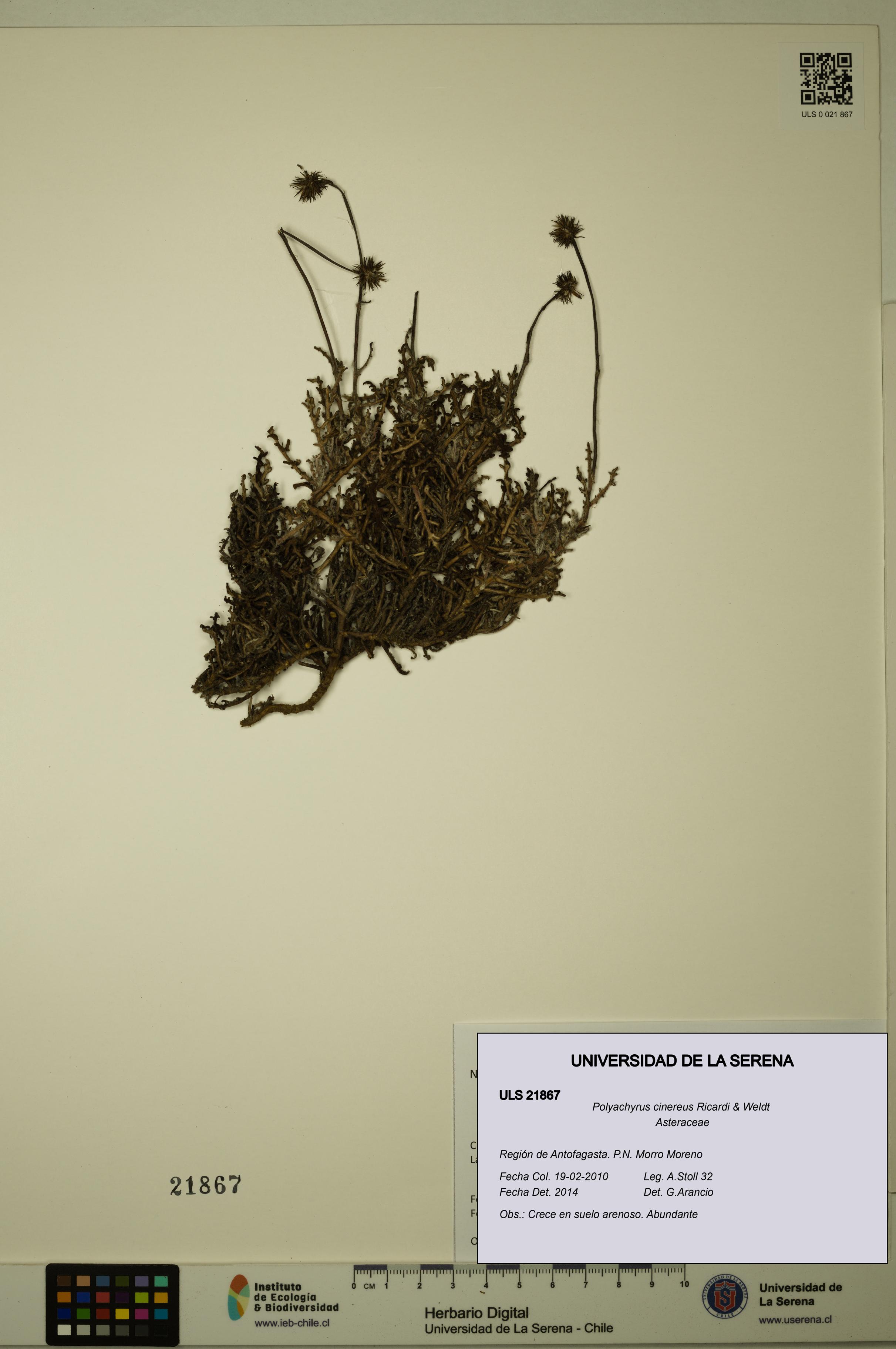 Polyachyrus cinereus [Espécimen: ULS:ULS:0021867]