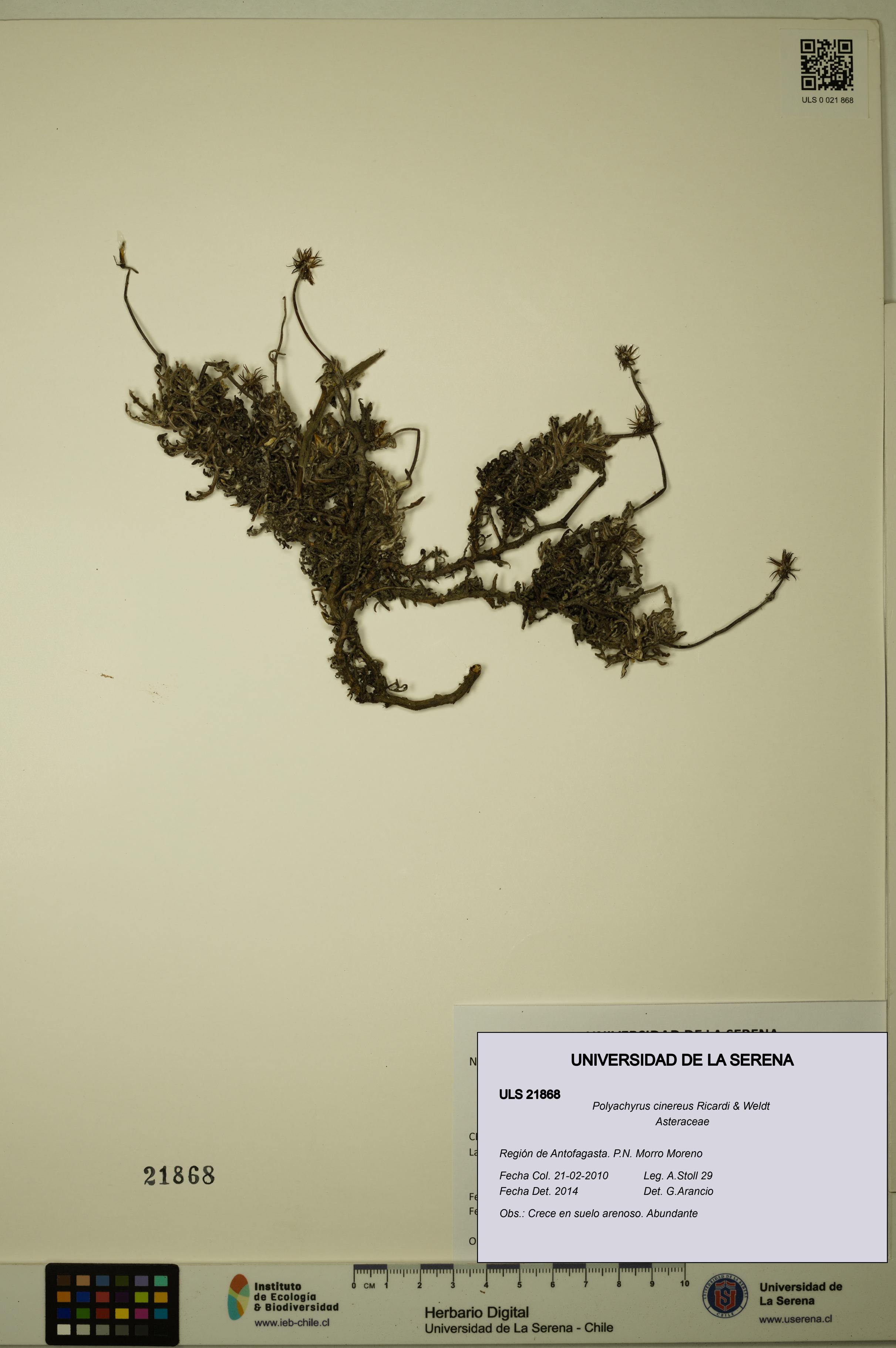 Polyachyrus cinereus [Espécimen: ULS:ULS:0021868]