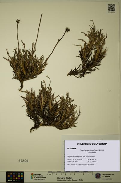Polyachyrus cinereus [Espécimen: ULS:ULS:0021869]
