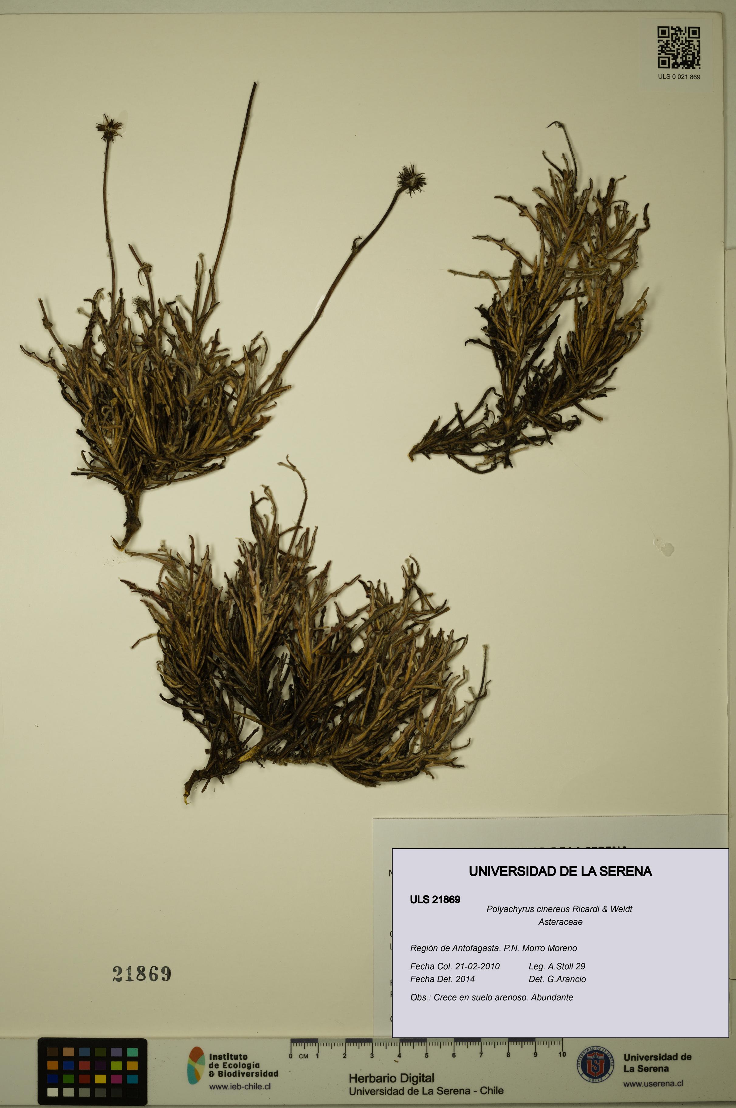 Polyachyrus cinereus [Espécimen: ULS:ULS:0021869]