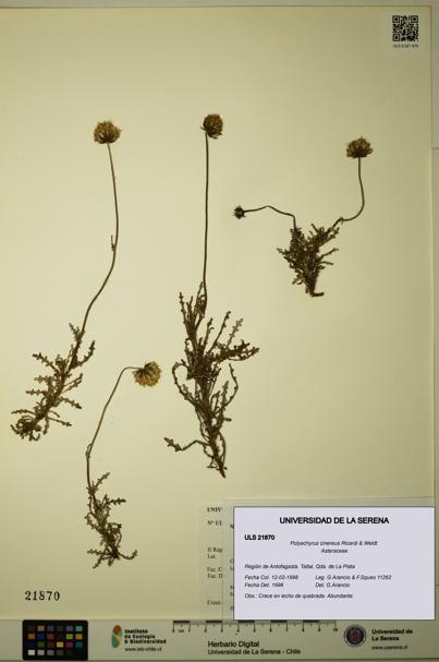Polyachyrus cinereus [Espécimen: ULS:ULS:0021870]
