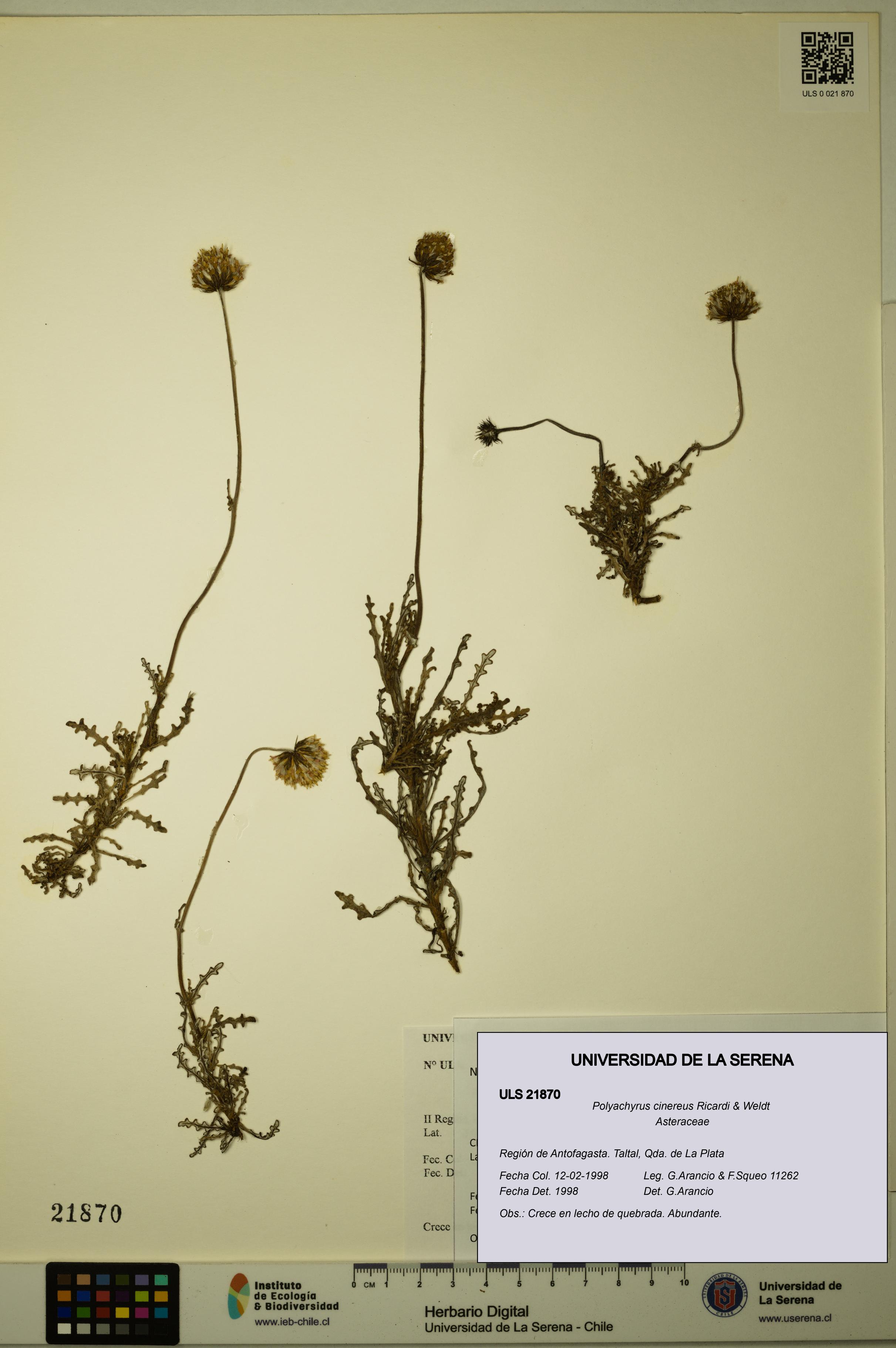 Polyachyrus cinereus [Espécimen: ULS:ULS:0021870]