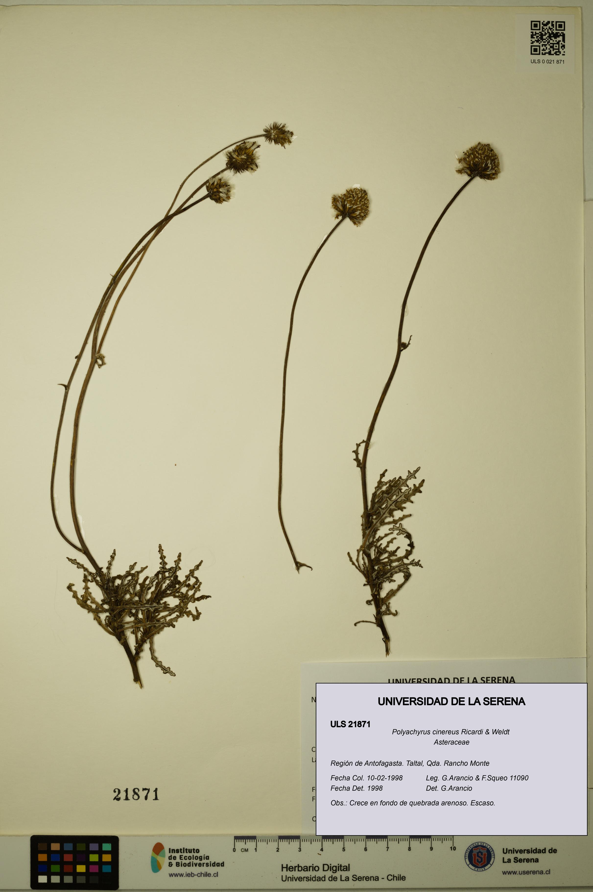 Polyachyrus cinereus [Espécimen: ULS:ULS:0021871]