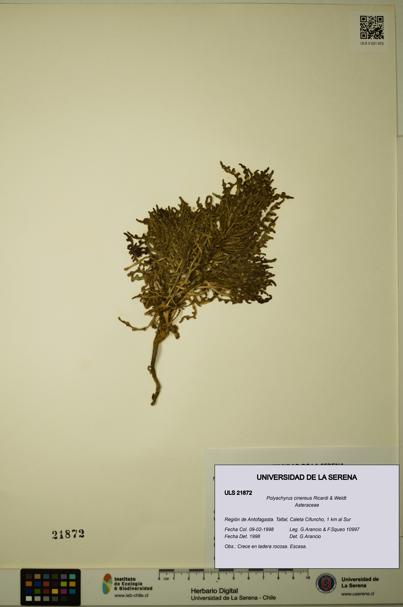 Polyachyrus cinereus [Espécimen: ULS:ULS:0021872]