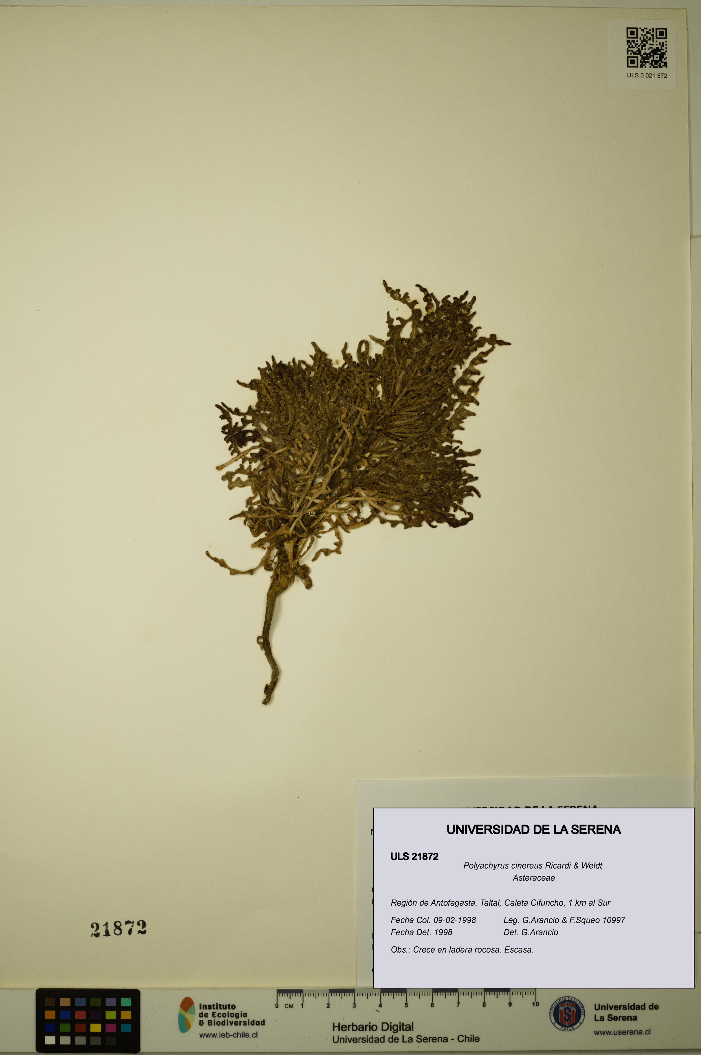 Polyachyrus cinereus [Espécimen: ULS:ULS:0021872]