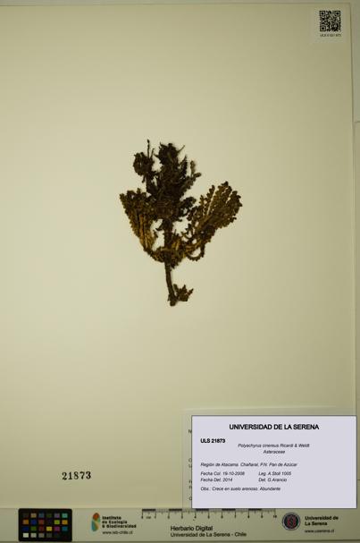 Polyachyrus cinereus [Espécimen: ULS:ULS:0021873]