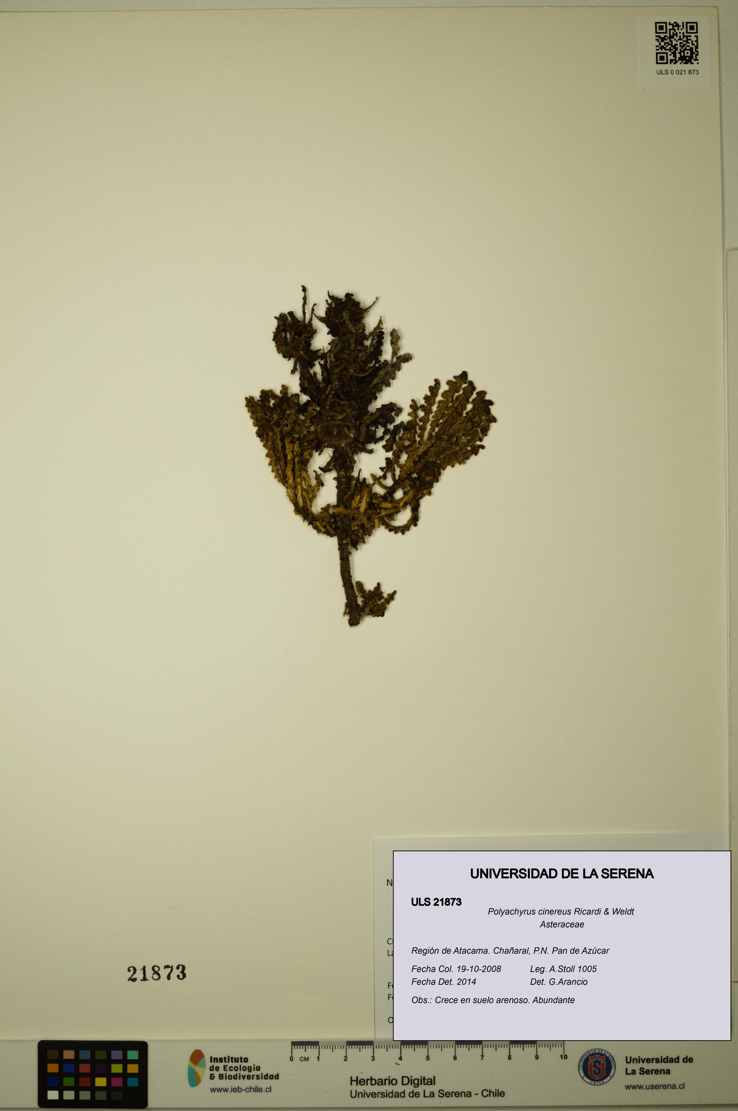 Polyachyrus cinereus [Espécimen: ULS:ULS:0021873]