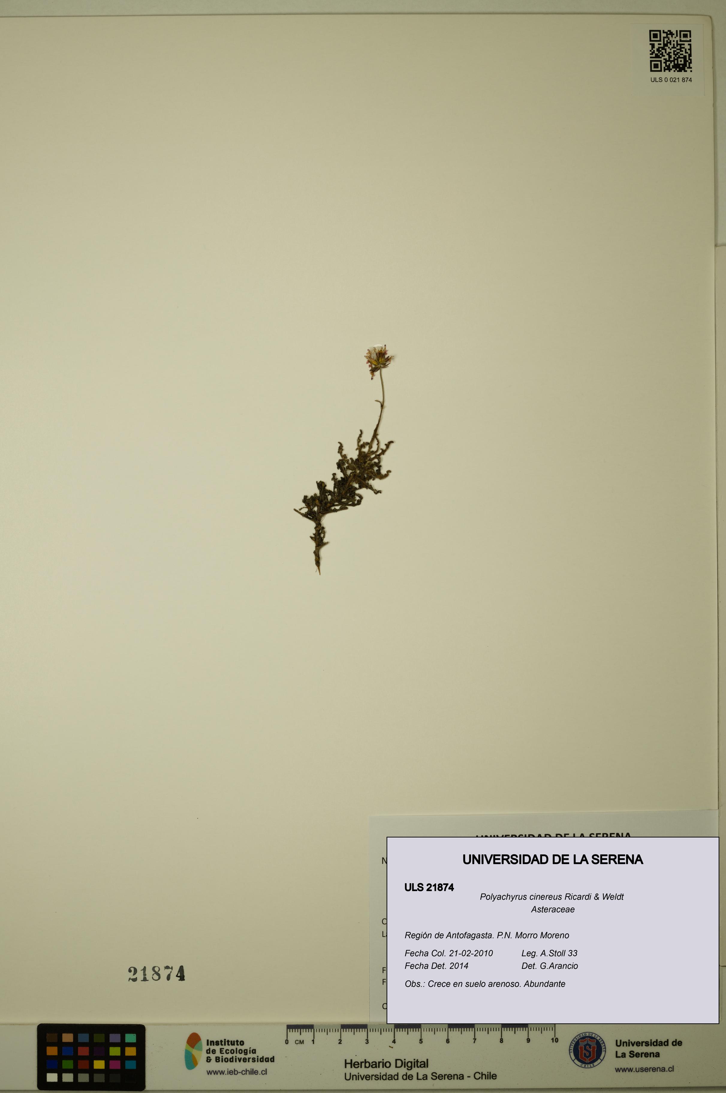 Polyachyrus cinereus [Espécimen: ULS:ULS:0021874]