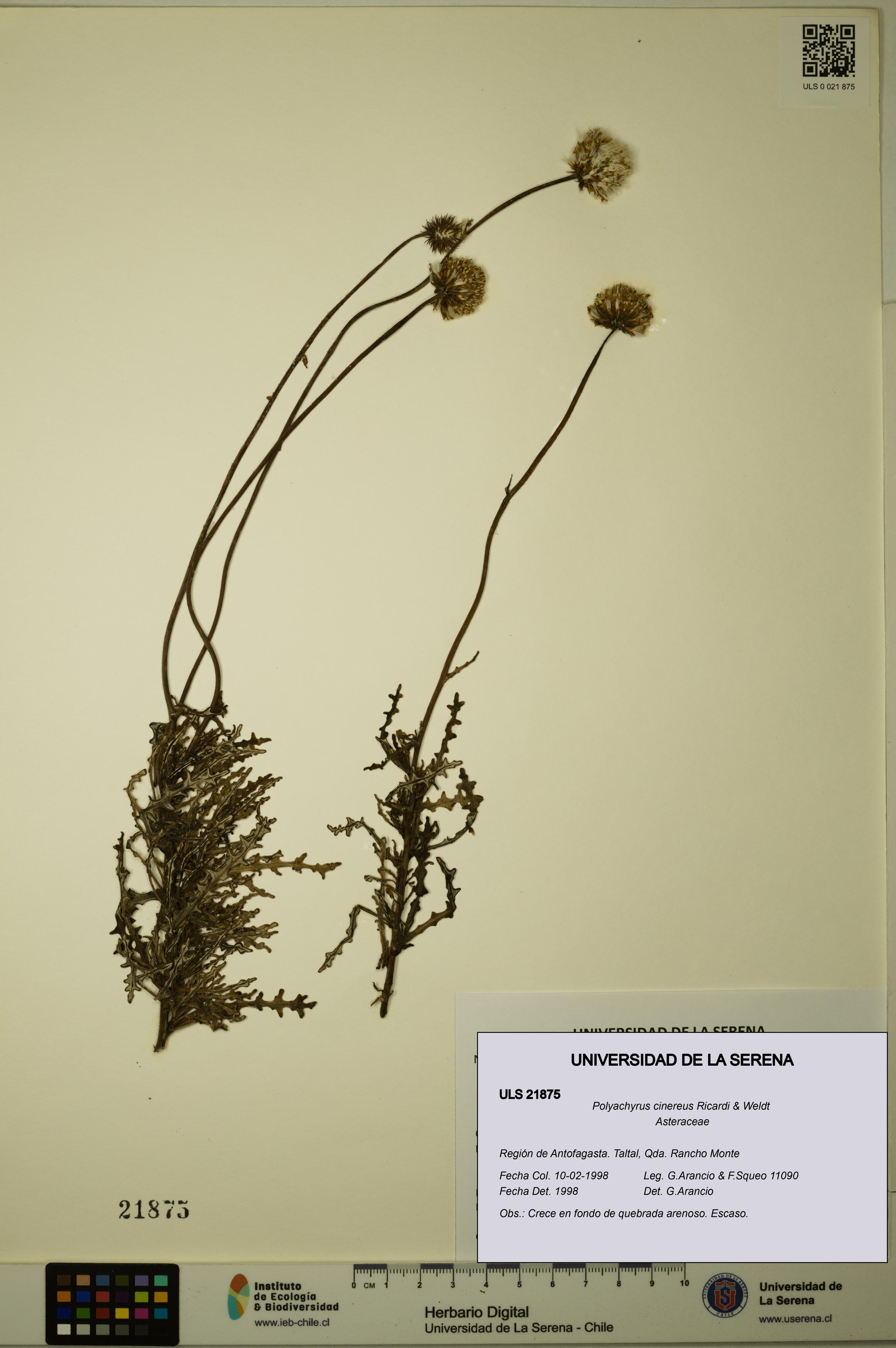 Polyachyrus cinereus [Espécimen: ULS:ULS:0021875]