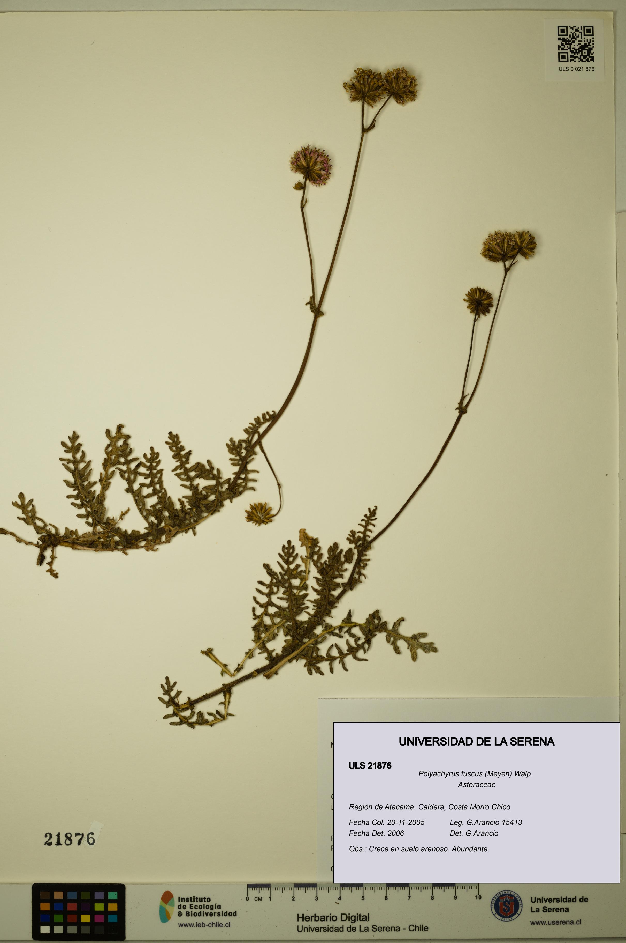 Polyachyrus fuscus [Espécimen: ULS:ULS:0021876]