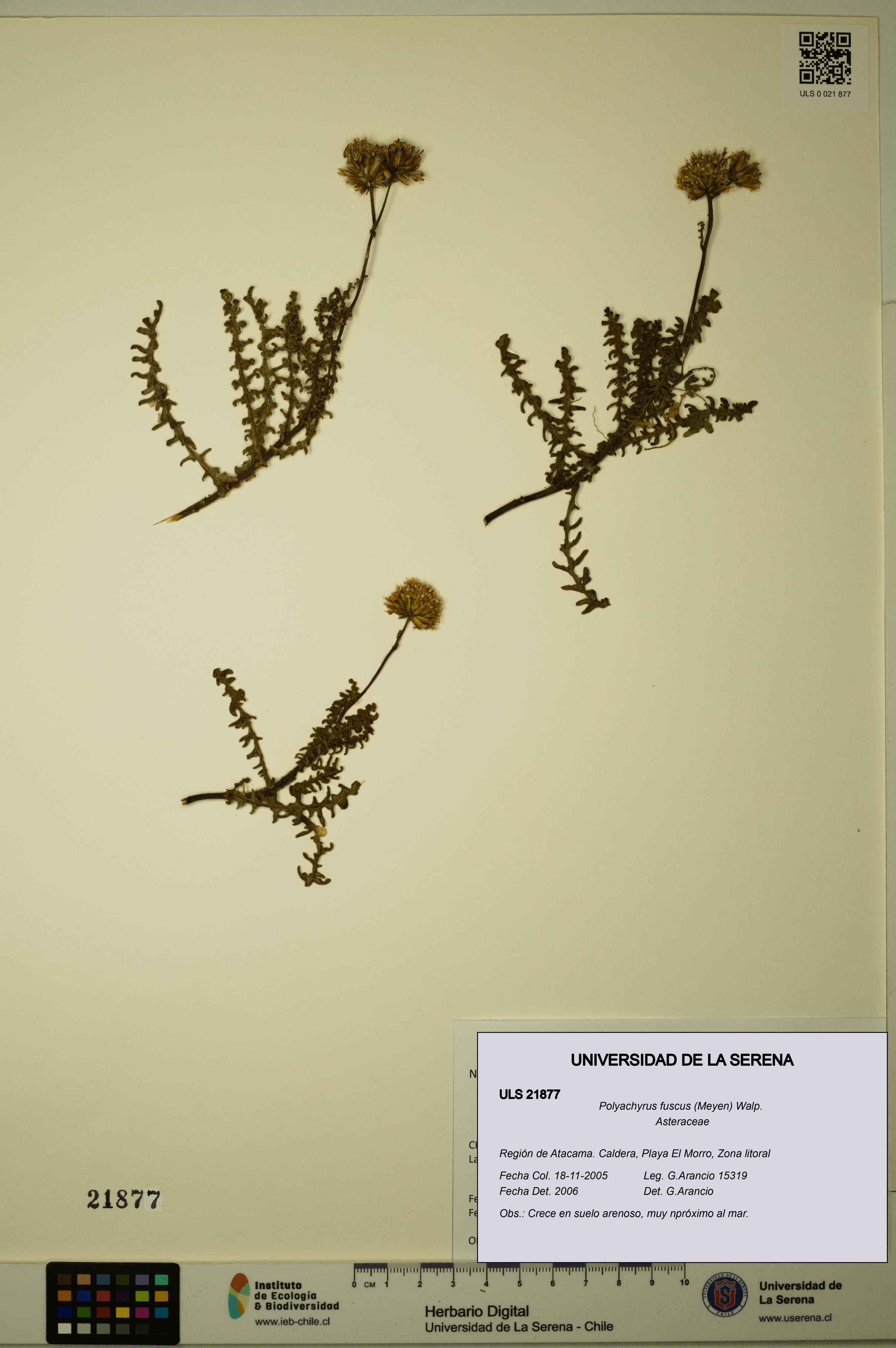 Polyachyrus fuscus [Espécimen: ULS:ULS:0021877]