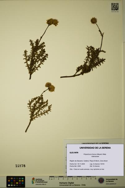 Polyachyrus fuscus [Espécimen: ULS:ULS:0021878]