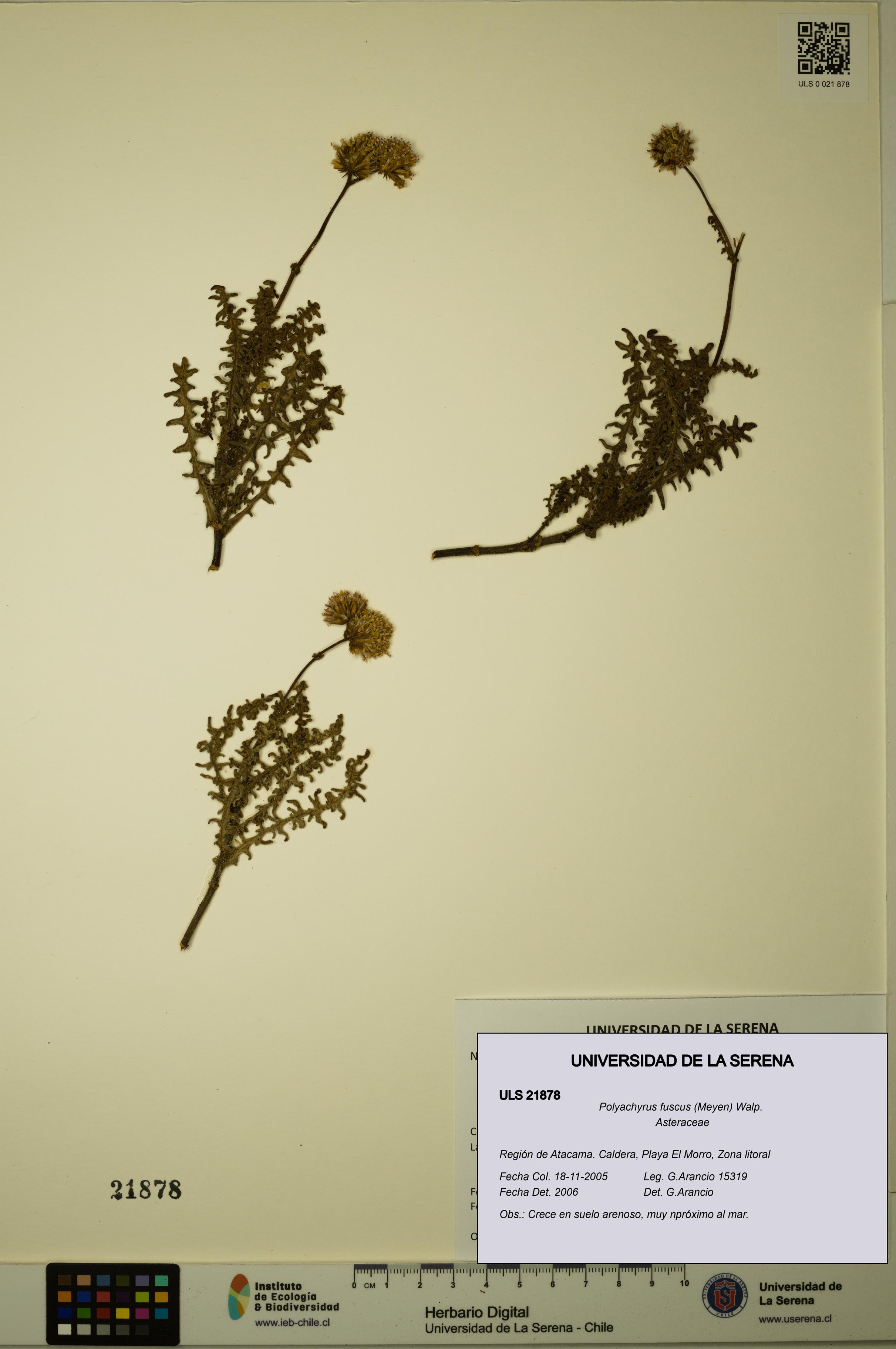 Polyachyrus fuscus [Espécimen: ULS:ULS:0021878]