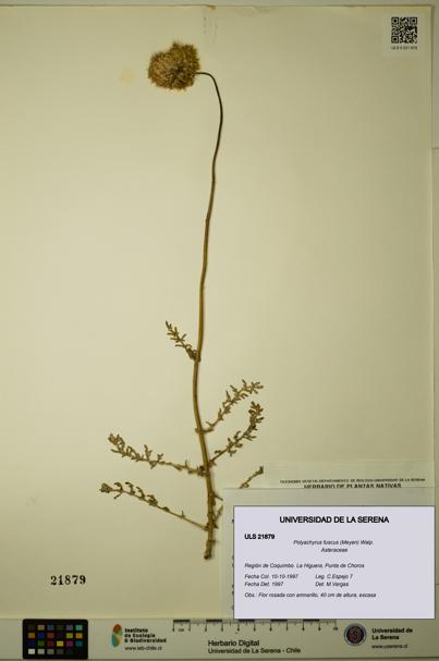 Polyachyrus fuscus [Espécimen: ULS:ULS:0021879]