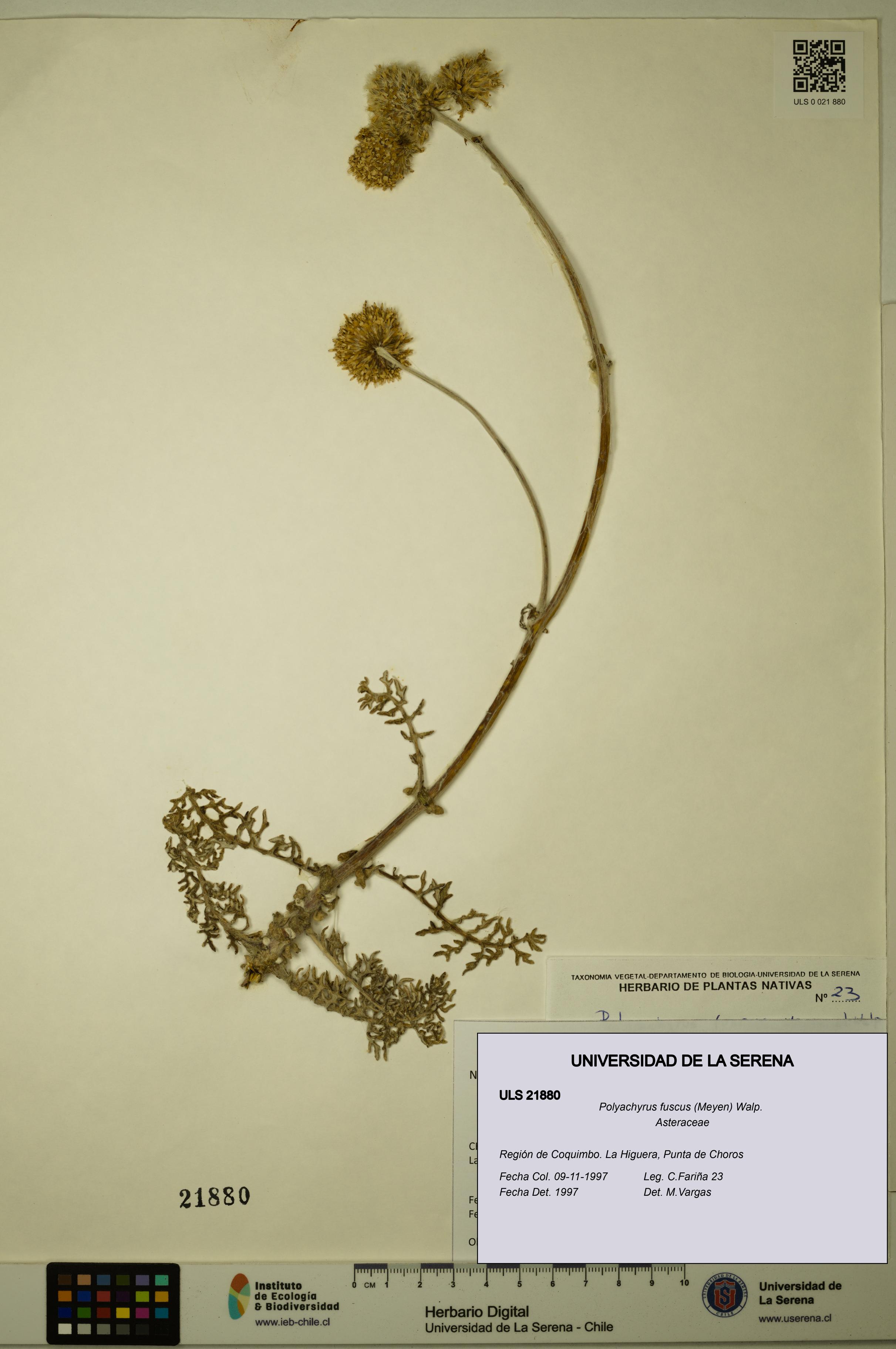 Polyachyrus fuscus [Espécimen: ULS:ULS:0021880]