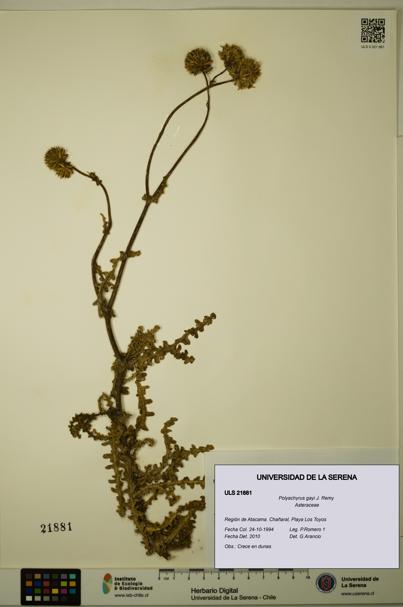 Polyachyrus gayi [Espécimen: ULS:ULS:0021881]