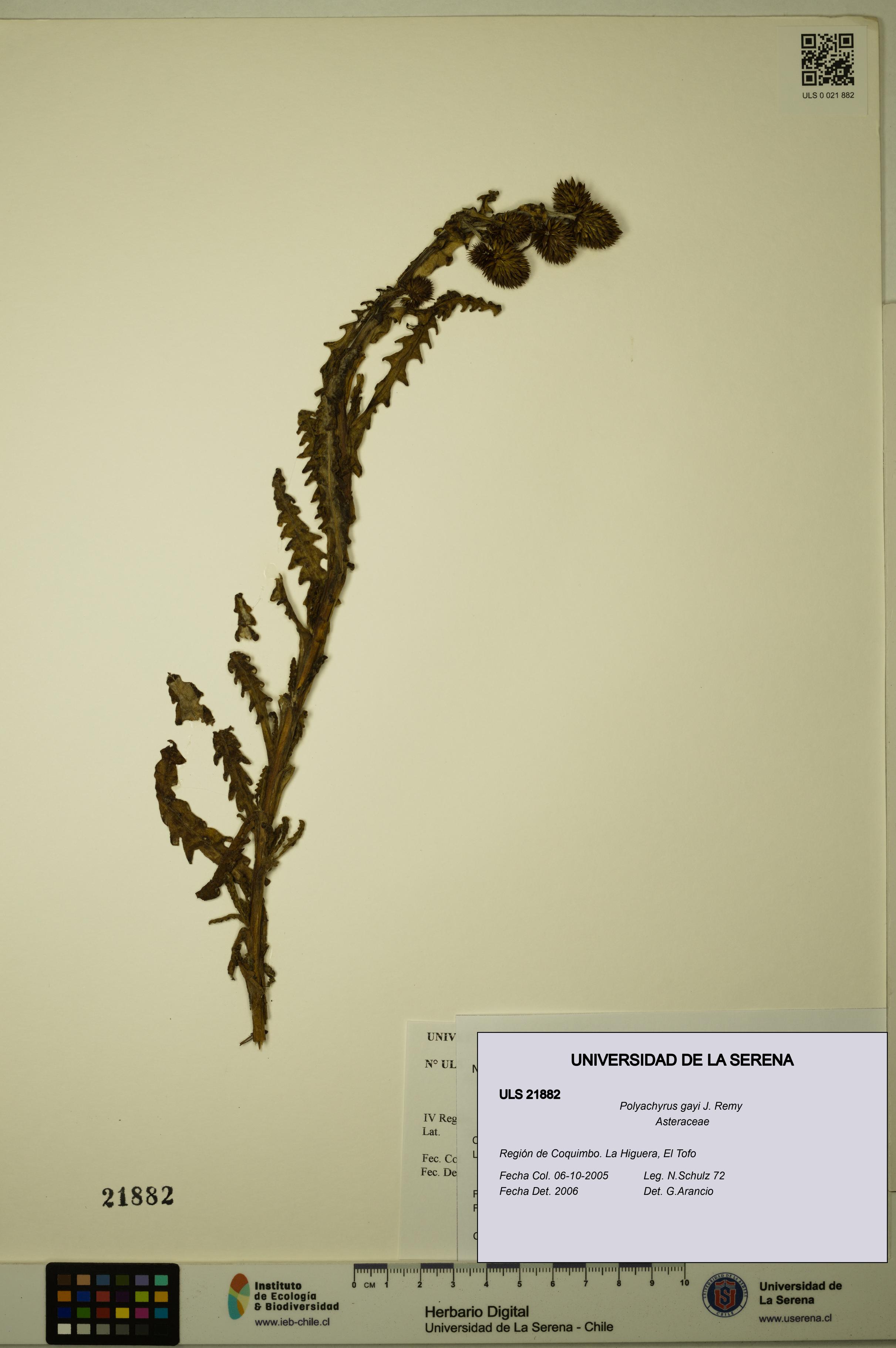 Polyachyrus gayi [Espécimen: ULS:ULS:0021882]