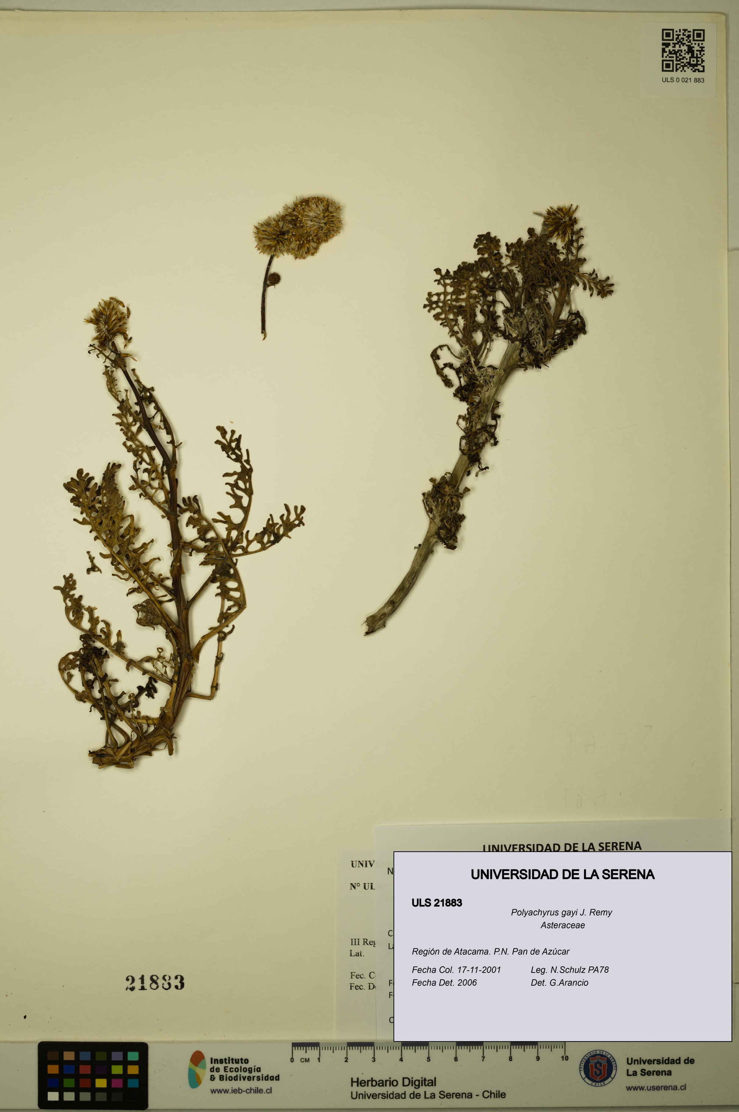 Polyachyrus gayi [Espécimen: ULS:ULS:0021883]