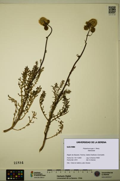Polyachyrus gayi [Espécimen: ULS:ULS:0021884]