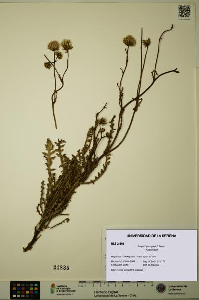 Polyachyrus gayi [Espécimen: ULS:ULS:0021885]