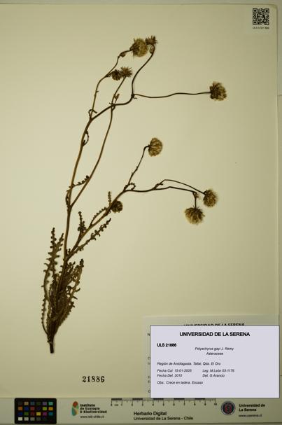 Polyachyrus gayi [Espécimen: ULS:ULS:0021886]