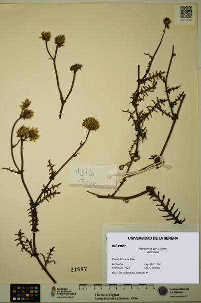 Polyachyrus gayi [Espécimen: ULS:ULS:0021887]