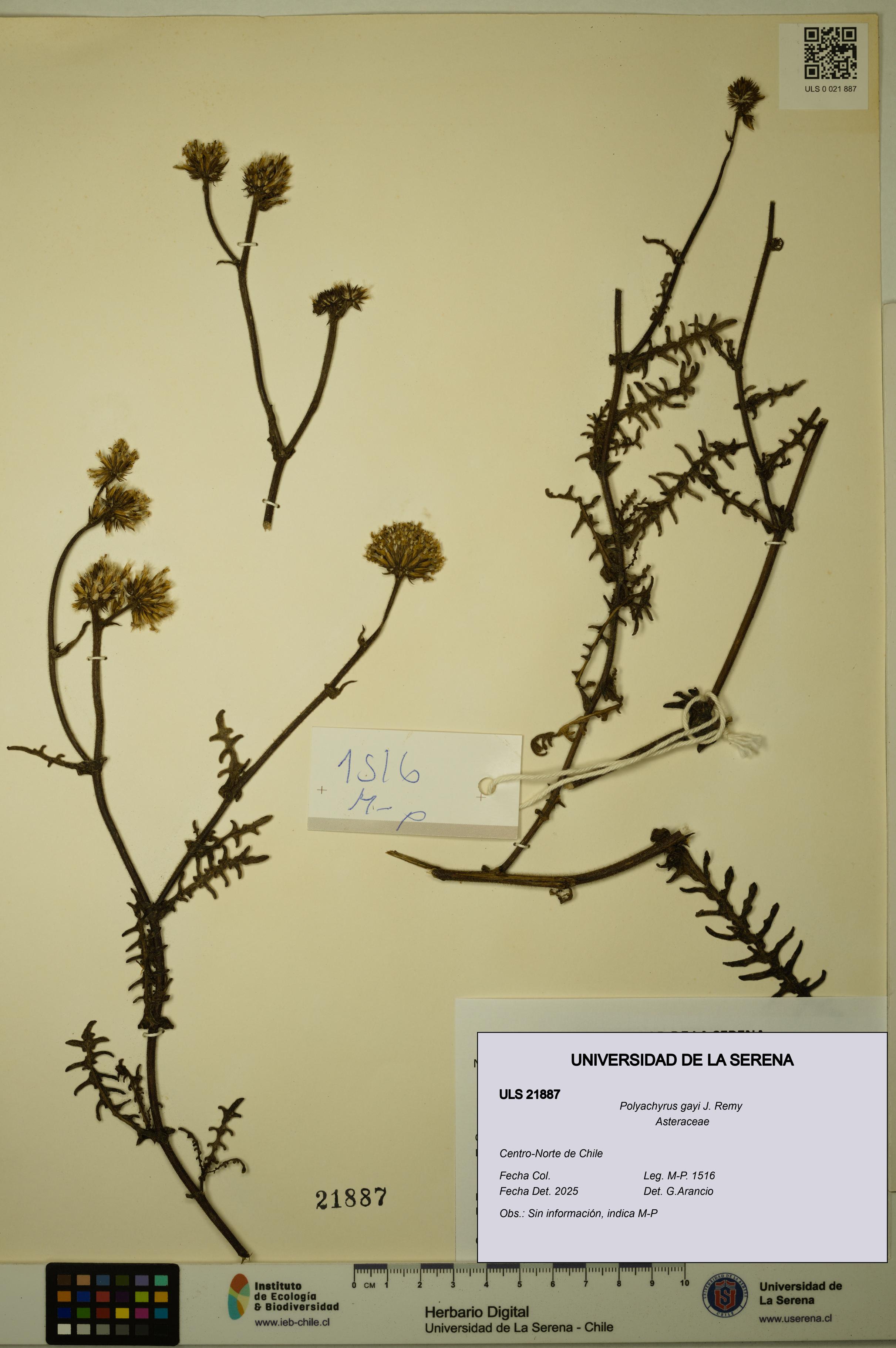 Polyachyrus gayi [Espécimen: ULS:ULS:0021887]