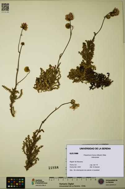 Polyachyrus fuscus [Espécimen: ULS:ULS:0021888]