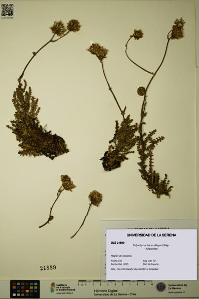 Polyachyrus fuscus [Espécimen: ULS:ULS:0021889]