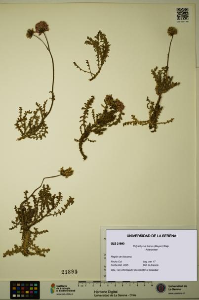 Polyachyrus fuscus [Espécimen: ULS:ULS:0021890]