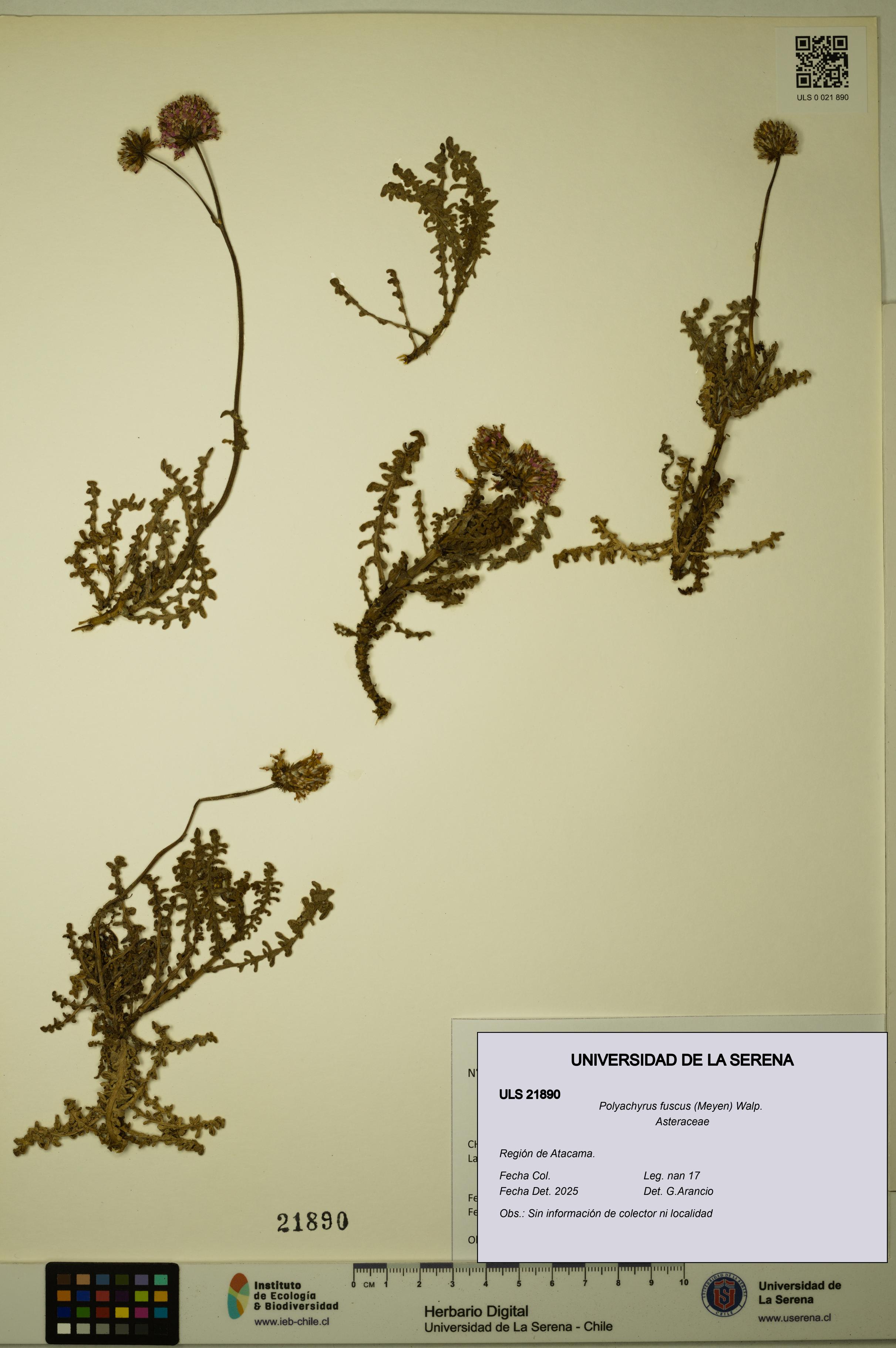 Polyachyrus fuscus [Espécimen: ULS:ULS:0021890]