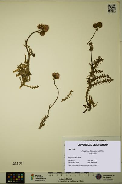 Polyachyrus fuscus [Espécimen: ULS:ULS:0021891]