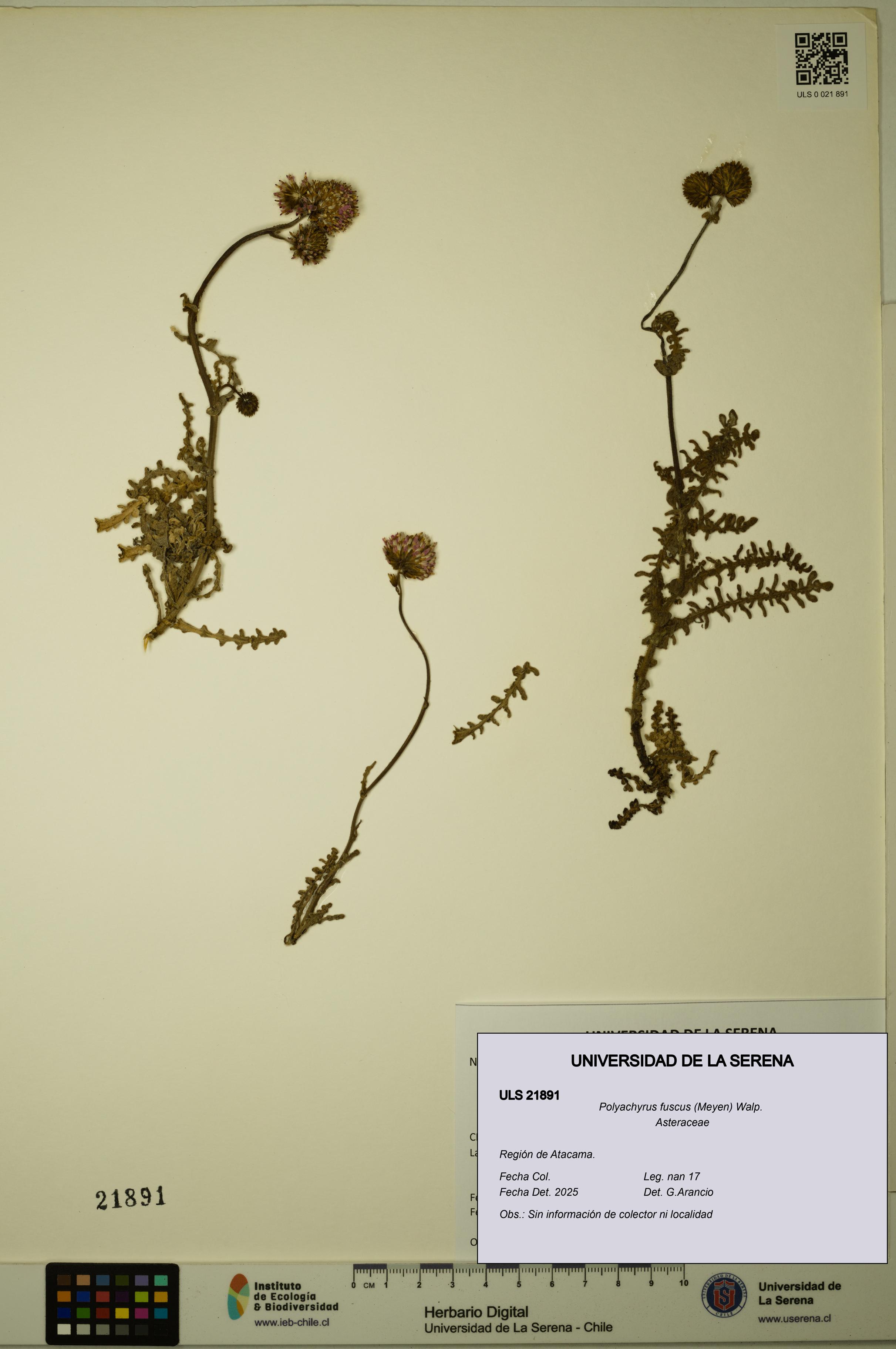 Polyachyrus fuscus [Espécimen: ULS:ULS:0021891]