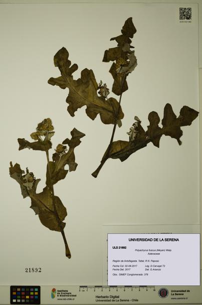 Polyachyrus fuscus [Espécimen: ULS:ULS:0021892]
