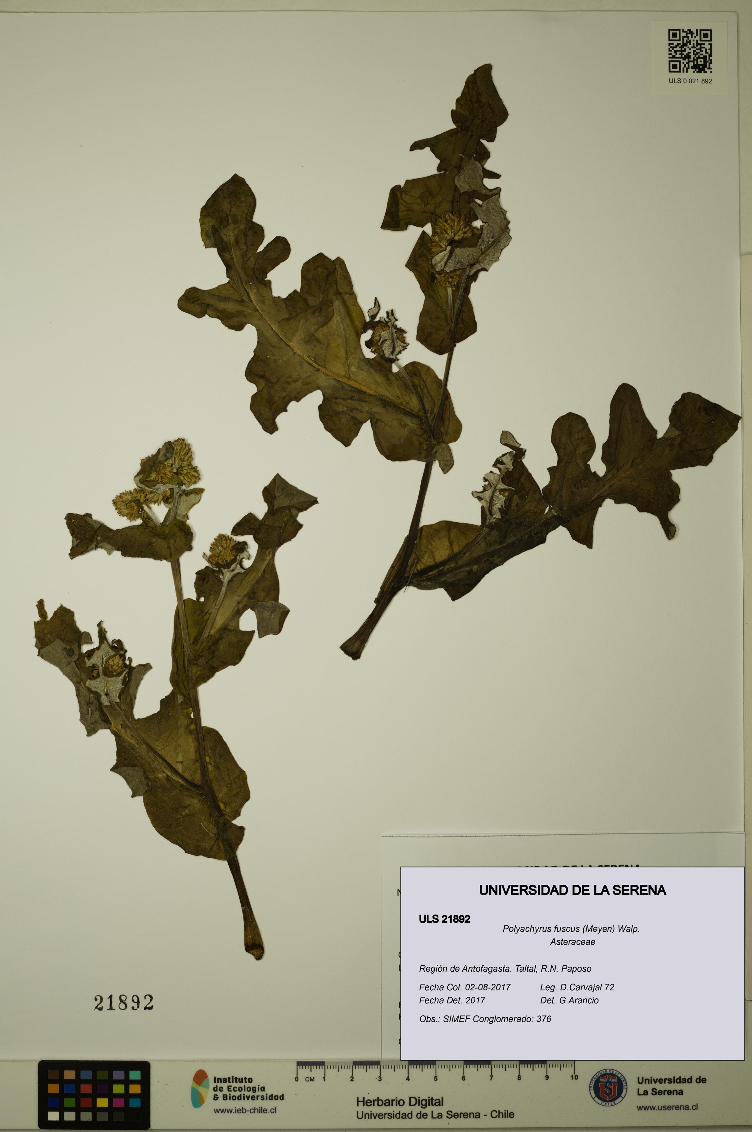 Polyachyrus fuscus [Espécimen: ULS:ULS:0021892]