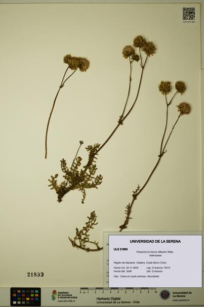 Polyachyrus fuscus [Espécimen: ULS:ULS:0021893]