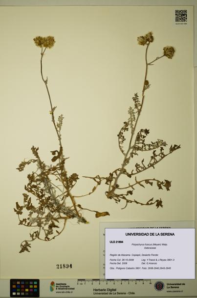Polyachyrus fuscus [Espécimen: ULS:ULS:0021894]