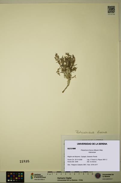 Polyachyrus fuscus [Espécimen: ULS:ULS:0021895]