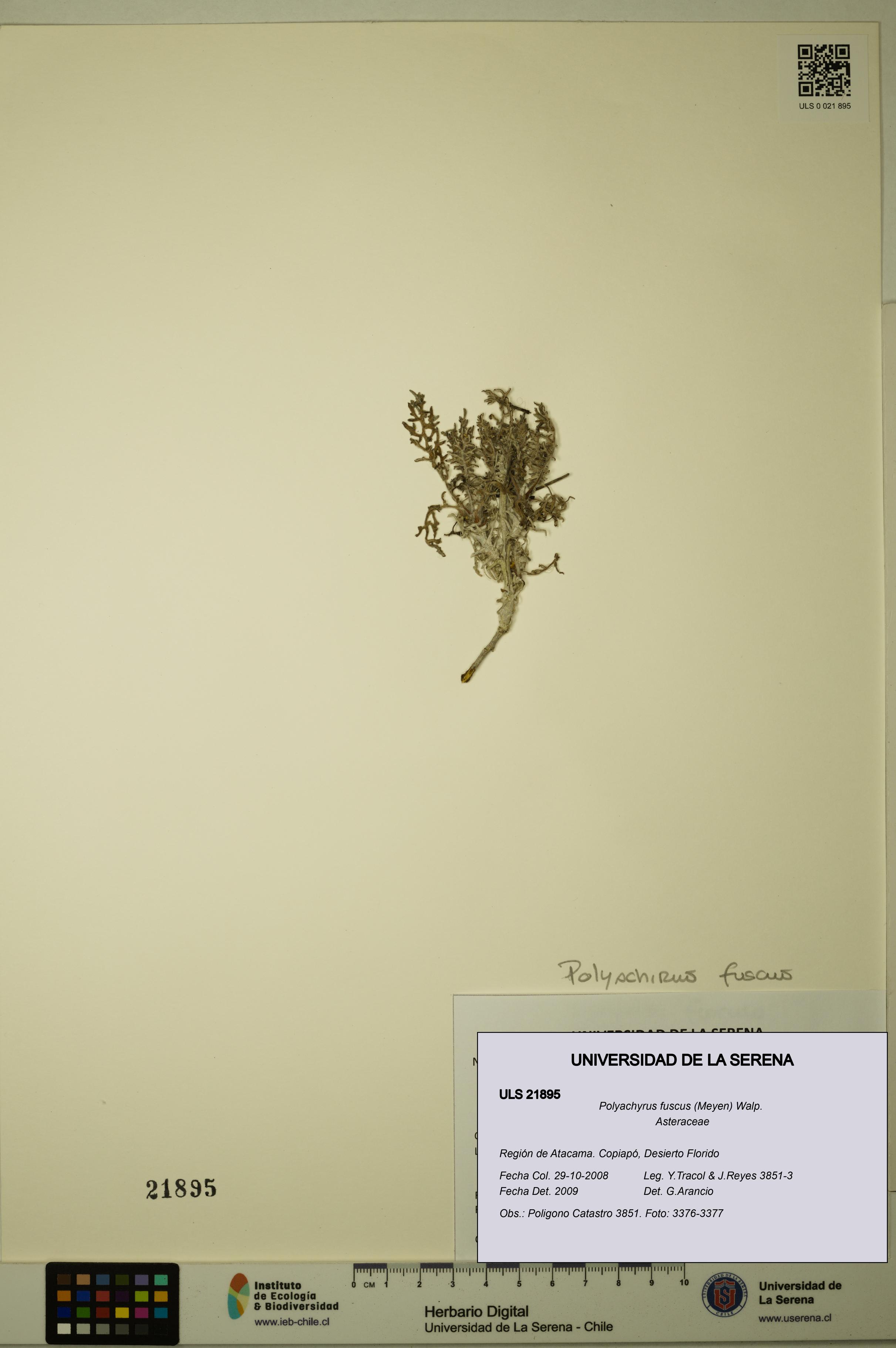 Polyachyrus fuscus [Espécimen: ULS:ULS:0021895]